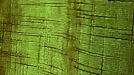 spying on cheating wife getting bbc creampie while squirting and blowing