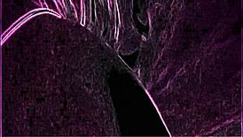 why does my wife suck cock so well in these hidden cam clips?