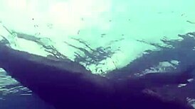 Croc sexy bikini girl posing on the beach with a playful twist