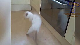 Hairy pussy gets funny attention!