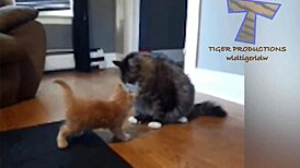 Hairy pussy gets funny attention!