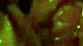 i love toying with huge tits until squirting and fucking