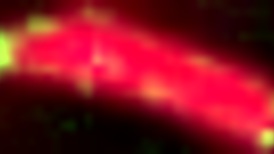 Mase619 getting car head blowjob