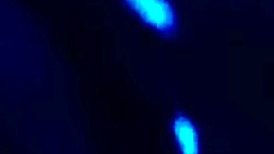 sloppy blowjob on big black cock