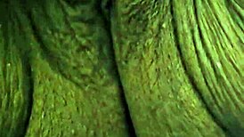 playing with mature ebony bbw pussy feels so good 😜