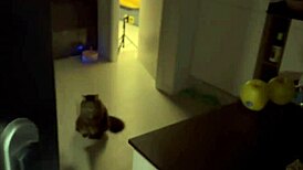 I FUCKED my webcam girlfriend HARD in cowgirl position!