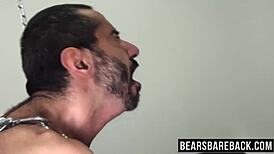 chubby bear feels deep love with hairy bottom in raw doggystyle passion, blowjob on monster cock