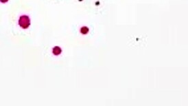 I watch three petite easter sluts sharing cock in rough group sex