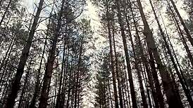 Petite brunette bent over for doggystyle anal creampie outdoors on the lake