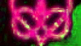 Amateur Real Threesome Poly Full Video With Cum And Riding