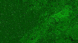 尿在牛仔裤里变成脸上的黄金雨。真湿乱！