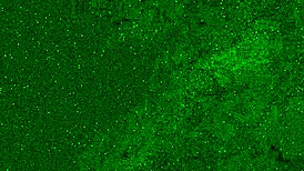 尿在牛仔裤里变成脸上的黄金雨。真湿乱！