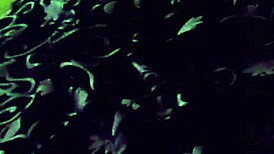 旅行中高潮尖叫不停