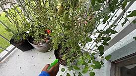 i watch lucy hayz water plants in the bedroom with sensual fucking