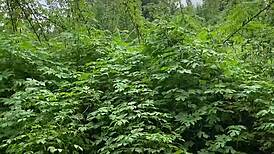 i'm the hot blonde damaging my tight ass with a sex toy while hiding