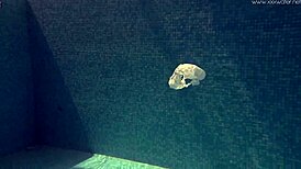 Hot Russian Babe Irina Russaka Bathes Underwater in Pool, Petite Skinny Teen Solo