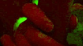 this bbw with huge tits sucks on a monster cock, her fat body loving the sucking and blowjob action