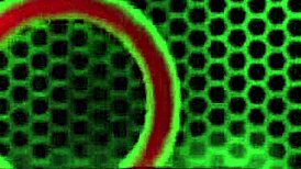 Busty cuties racheal savory and summer get deeply banged by rome major