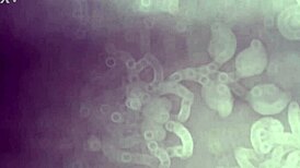 breeding blonde taylor vixxen