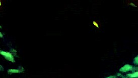 Germayne Flores de Roman普埃布拉不忠人妻出轨狂欢