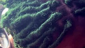 Big daddy chevy impala deepthroats, rides, and swallows cum from muscular bodybuilder