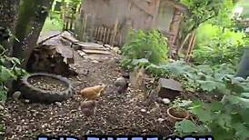 How cool is that chicken feeding station - tattoos tattedup inkedgirl inkedtattoo inkedup tattooart inkedgirls