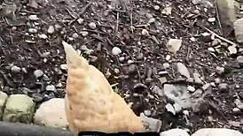 How cool is that chicken feeding station - tattoos tattedup inkedgirl inkedtattoo inkedup tattooart inkedgirls