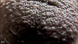 discovering the meaning of ablatisque testiculis balls in latin