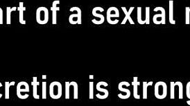 Mina Moon'S Pussy Blasted