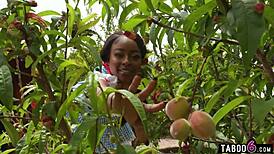 farm owner enjoys threesome with two shemales