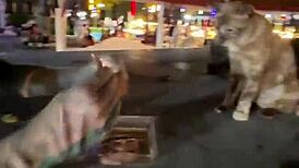 nothing to see here - not a crazy cat lady feeding stray cats in thailand d