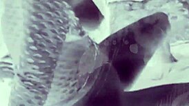 soft white girl, you worshiping that big black dick?