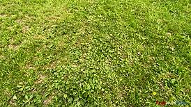 short-haired brunette moans homemade first outdoor forest masturbation 2024