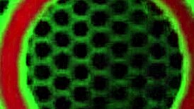 Kaiia Eve's Wet Pussy Worshipped By Jenna Foxx In Hot Lesbian Lick!