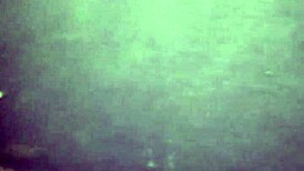 damn she slurps this black cock so sloppy and deep