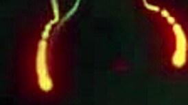 she seduced me le miracle de noel doubles up on juicy lingerie anal dp rimjobs and strapon cowgirl christmas party